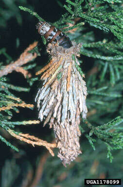 Thyridopteryx ephemeraeformis hernyója a zsákban