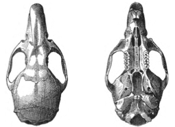 A Nephelomys devius holotípus koponyája