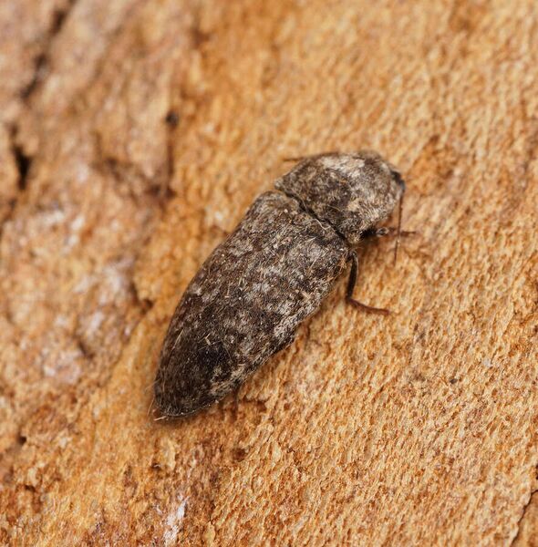 Fájl:Agrypnus murinus (51241017528).jpg