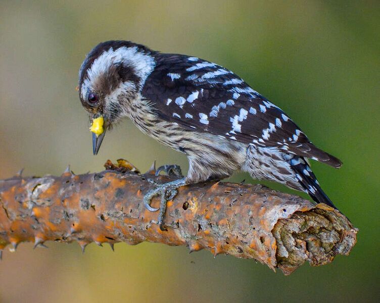 Fájl:Pygmy Woodpecker মেটেটুপি কাঠকুড়ালি.jpg