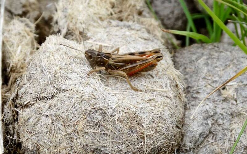 Fájl:Arcyptera (Pararcyptera) microptera male1.jpg