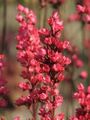 Heuchera sanguinea 'Kale Beauty'
