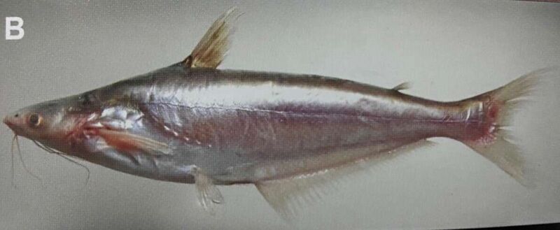 Fájl:ปลาสวายหนู.jpg