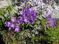 Kitaibel-nyalábcsengőke (Edraianthus graminifolius)