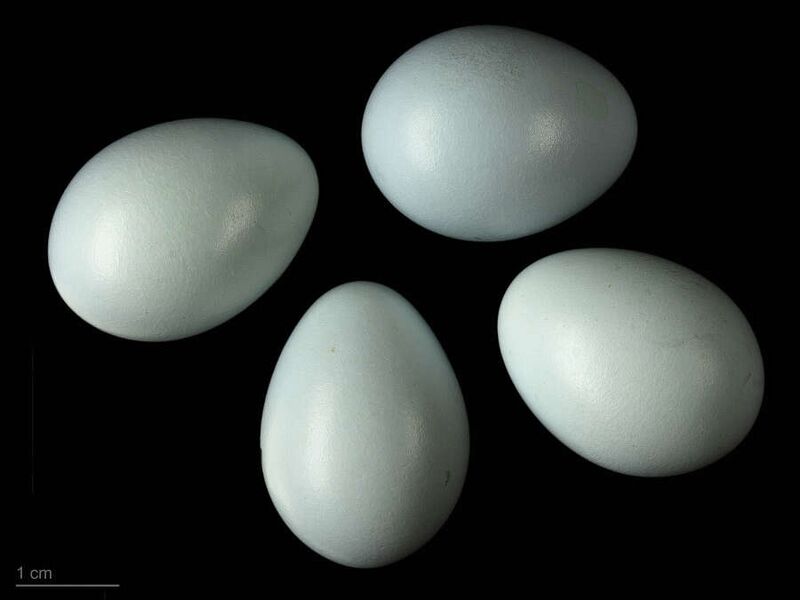Fájl:Monticola saxatilis MHNT.ZOO.2010.11.190.5.jpg