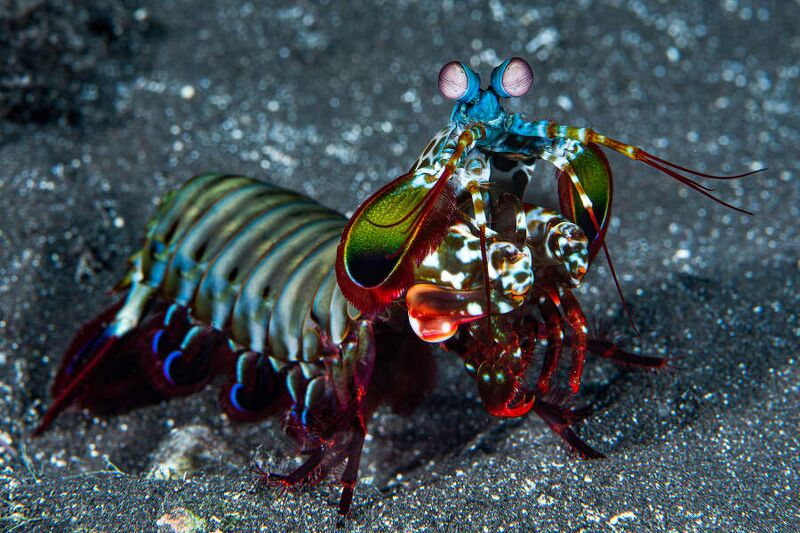 Fájl:Odontodactylus scyllarus Réunion.jpg