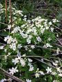 Erdei galambvirág (Isopyrum thalictroides)