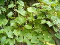 Parti szőlő (Vitis riparia)