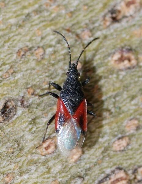 Fájl:Bug 2008-1.jpg