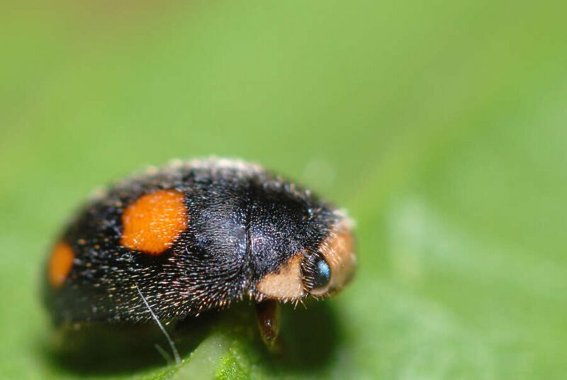 Fájl:Platynaspis luteorubra2.jpg