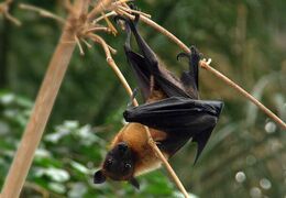 Indiai repülőkutya (Pteropus giganteus)