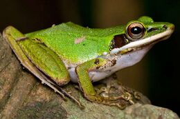 Chalcorana raniceps