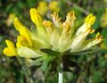 Anthyllis vulneraria pseudovulneraria