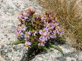 Tripolium pannonicum subsp. tripolium