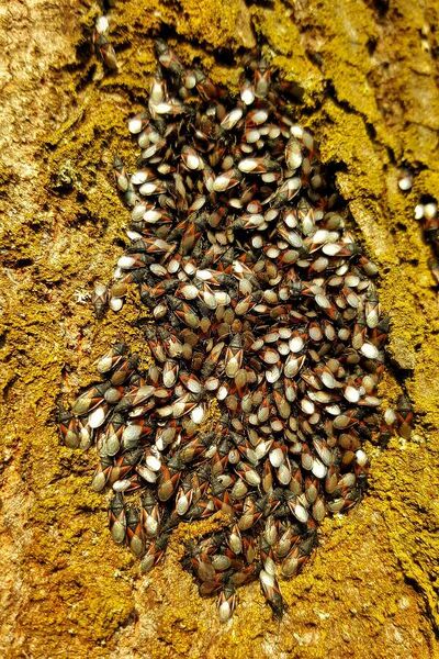 Fájl:Firebug swarm (25907270512).jpg