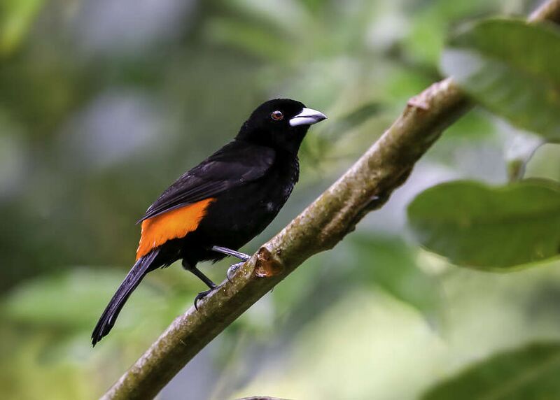 Fájl:Cherrie's Tanager (49548908037).jpg