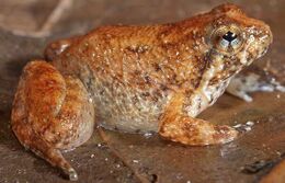 Ingerana borealis