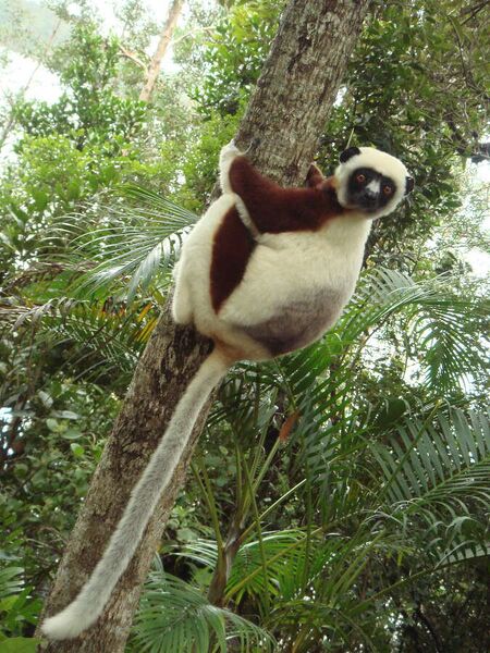 Fájl:Propithecus coquereli 02.jpg