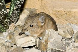 Rövidfülű elefántcickány (Macroscelides proboscideus)
