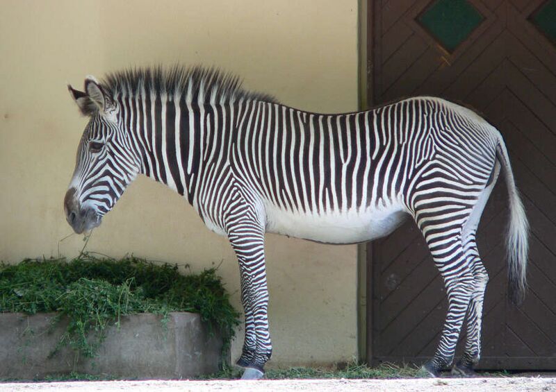 Fájl:Grevyzebra (fcm).jpg