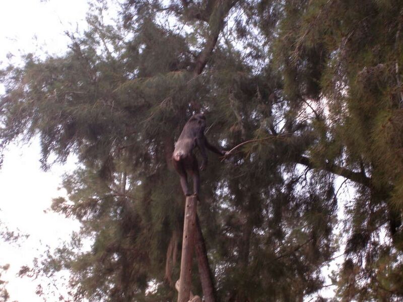 Fájl:Chimpanzee and stick.jpg
