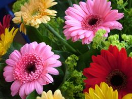 Gerbera cultivars