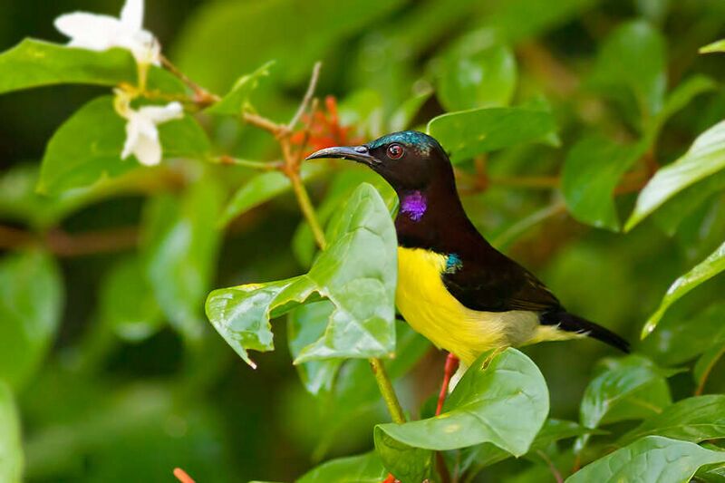Fájl:Purple-rumped sunbird (Kerala, 2015).jpg