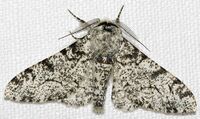 Világos színű nyírfaaraszoló lepke (Biston betularia)