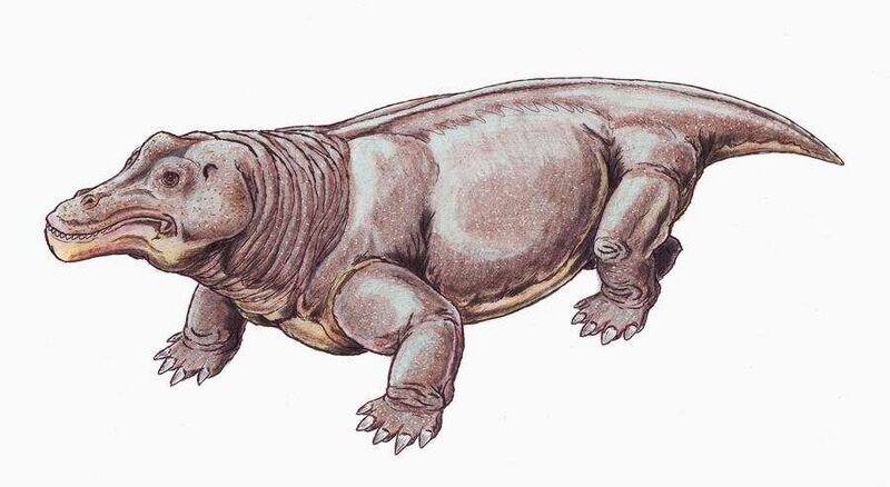 Fájl:Struthiocephalus DB.jpg