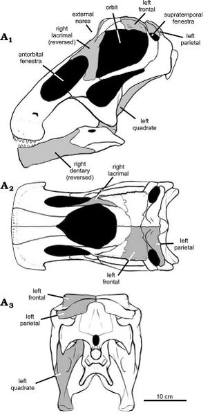 Fájl:Bonitasaura salgadoi skull reconstructions.jpg