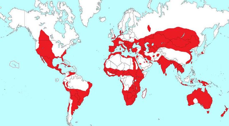 Fájl:Recurvirostridae range.jpg