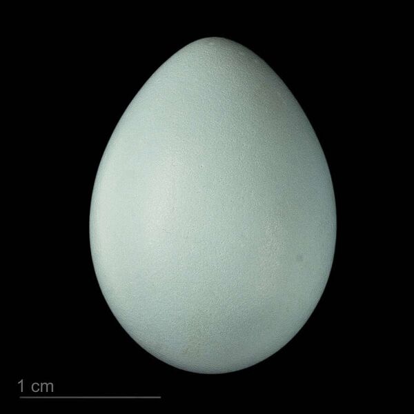 Fájl:Prunella collaris collaris MHNT.ZOO.2010.11.185.16.jpg