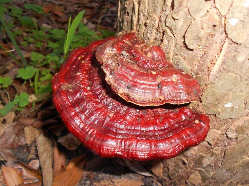 Fájl:2012-01-19 Ganoderma sp 196230.jpg