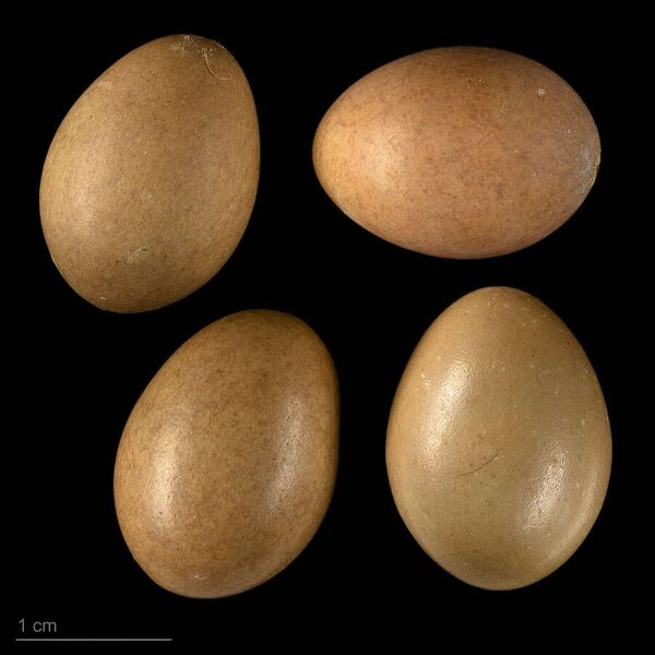 Fájl:Locustella certhiola MHNT.ZOO.2010.11.195.23.jpg