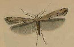 Angyalgyökér-íveltmoly (Epermenia aequidentellus)