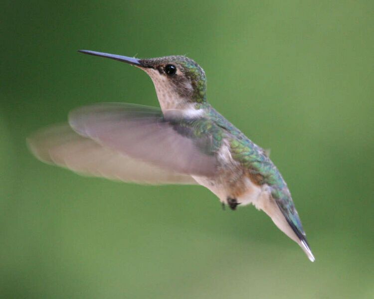 Fájl:Ruby Throated Hummingbird 2.jpg