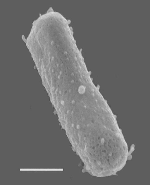 Fájl:Halobacterium salinarum NRC-1.png