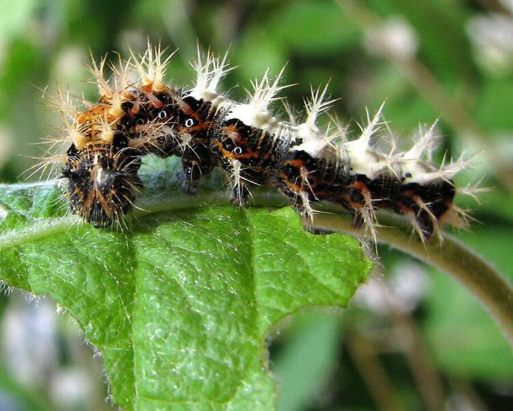 Fájl:Polygonia c-album-l.jpg