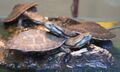 Sötét varangyteknős (Phrynops geoffranus)