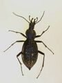Carabus lafossei tungchengensis