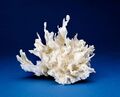 Pectinia alcicornis