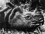 R. s. sondaicus