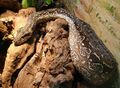 Argentin boa (Boa constrictor occidentalis)