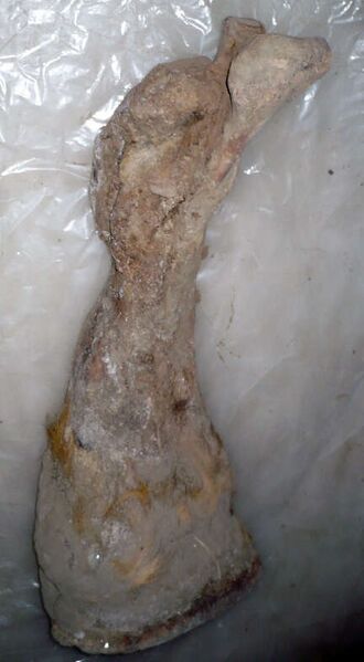 Fájl:Yukagir mammoth leg vertical.jpg