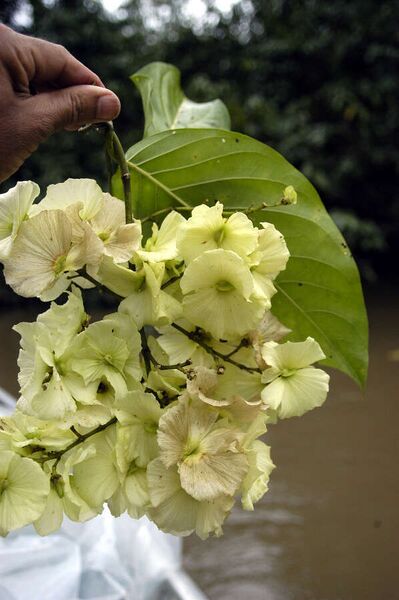 Fájl:Adelphia macrophylla.jpg