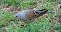 Vadgerle (Streptopelia turtur)