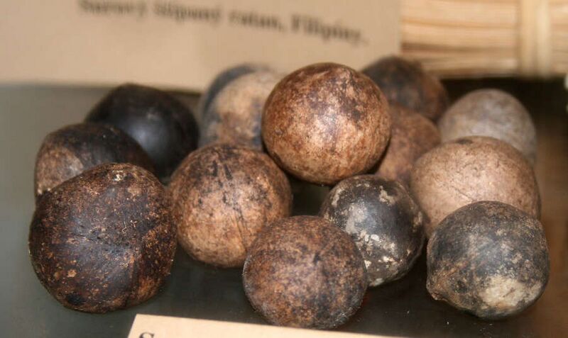 Fájl:Jubaea chilensis seeds.jpg