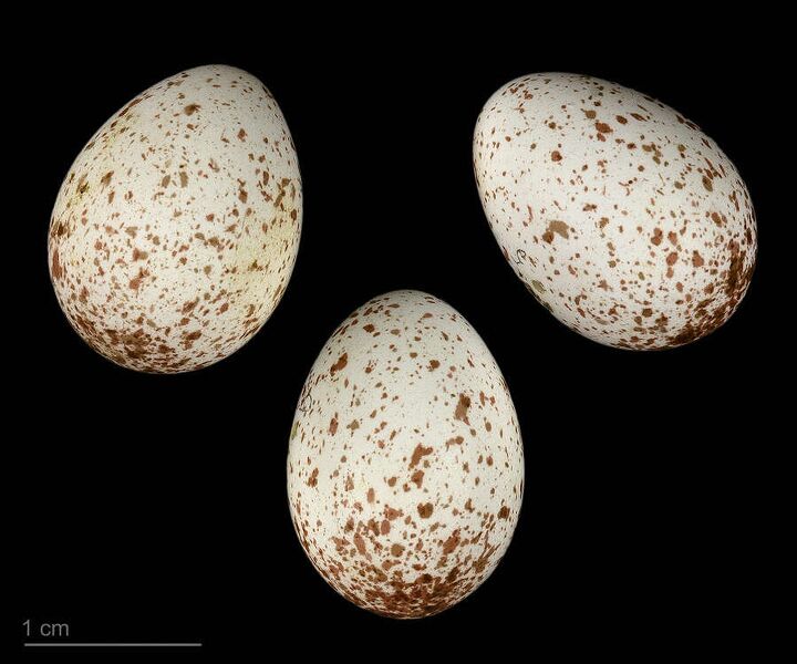 Fájl:Sitta whiteheadi MHNT.ZOO.2010.11.183.11.jpg