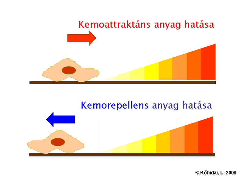 Fájl:Chtx-AttrRep-hu.png