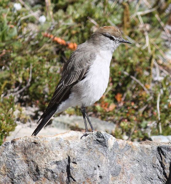 Fájl:White-browed Ground-tyrant.jpg